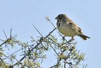 Emberiza calandra